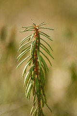 Beautiful marsh labradors in a natural habitat in early spring.
