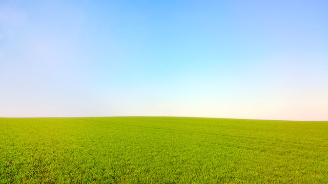 Spring landscape. Green wheat field under blue sky. Agriculture theme wallpaper.
