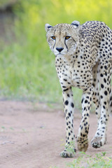 Cheetah (Acinonyx jubatus). KwaZulu Natal. South Africa