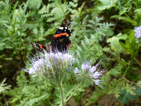 Admiral Schmetterling
