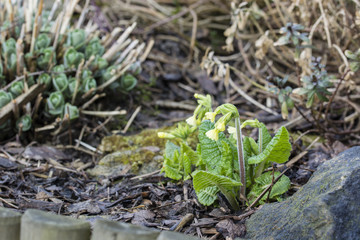 Cowslip in the garden.