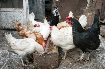 White, red and black hens eat millet from a wooden trough.