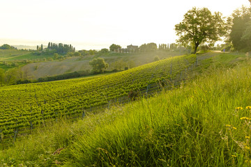 Fototapeta premium San Gimignano is a small medieval hill town in Tuscany,