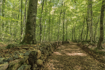 Landscape, Fageda Jorda, beech forest in Olot, Garrotxa region, Catalonia, Spain.