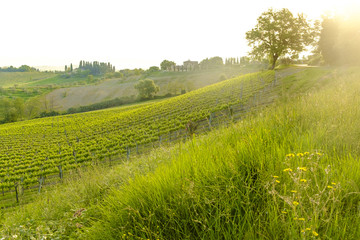 San Gimignano is a small medieval hill town in Tuscany,