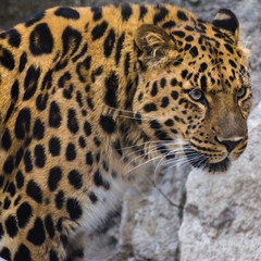 The Amur leopard is a carnivore and consumes everything that can produce, regardless of size.