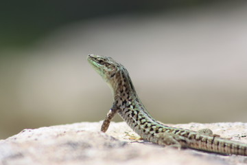 Echse auf den Ruinen von Salona bei Split