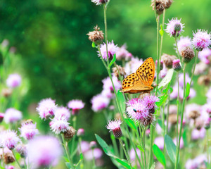 Silver-washed Fritillary (Argynnis paphia) butterfly on a thistle flower. Selective focus