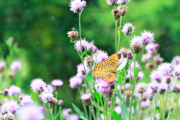 Silver-washed Fritillary (Argynnis paphia) butterfly on a thistle flower. Selective focus