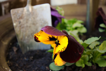 Flower Planting