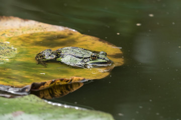 Teichfrosch