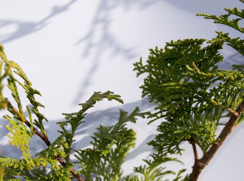 Conifer with Shadows