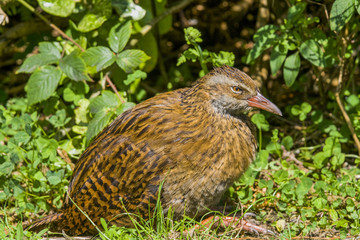 Weka
