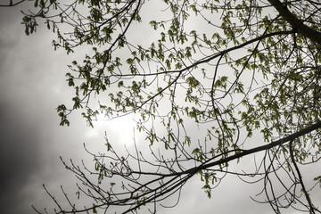 Obraz premium Forest with tree