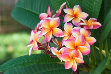 Printed roller blinds Frangipani Plumeria flowers are beautiful in nature.