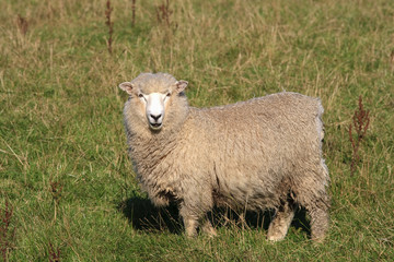Sheep standing in meadow in New Zealand