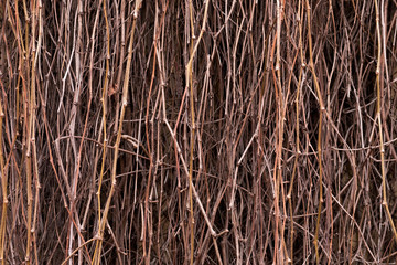 Many brunches, closeup fence background