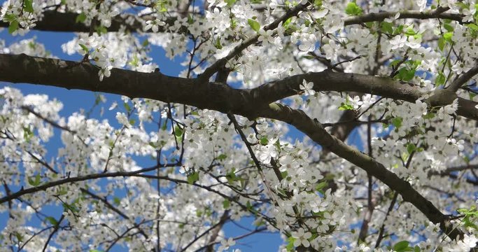 Spring flowering tree in a city park and a light breeze