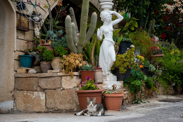 Mediterranean style cat