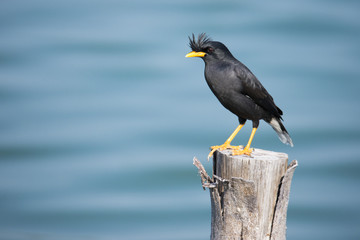 Myna bird