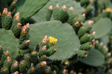 Mediterranean cactus