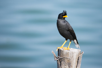 Myna bird