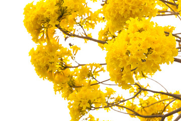 flower of Golden Tree or Tallow Pui isolated on white background