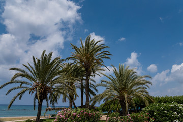 Fototapeta na wymiar Mediterranean palm tree 