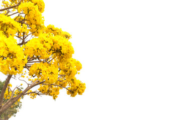 flower of Golden Tree or Tallow Pui isolated on white background