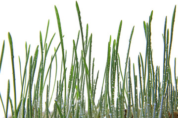  Katzengras oder Dekogras freigestelltes Gras vor weißem Hintergrund