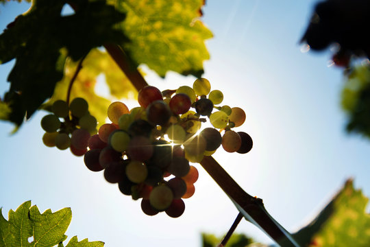 uvas en la cosecha