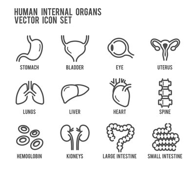 Human Internal Organs Vector Icon Set