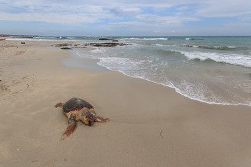tartaruga marina (Caretta Caretta), ferita, sulla spiaggia di San Foca - Salento