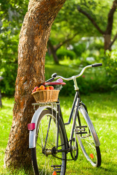 Basket with fresh juicy apricots on a old bike