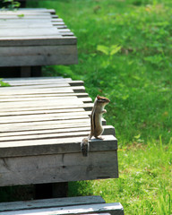 Chipmunk sits on a wooden flooring. Selective focus and space for text