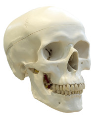 Skull of the person close-up.