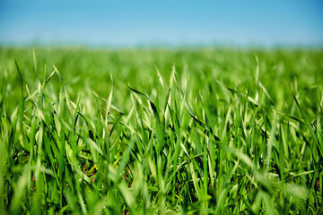 green wheat on blue sky background
