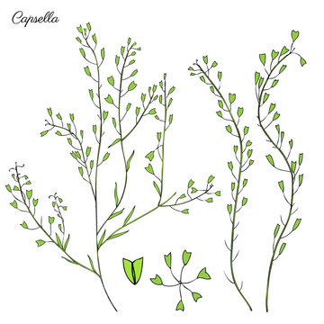 Capsella flower, Shepherd's purse, Capsella bursa-pastoris, the entire plant, hand drawn graphic vector colorful illustration, doodle ink sketch isolated on white, contour style for design cosmetic