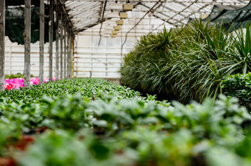 Plants in the greenhouse