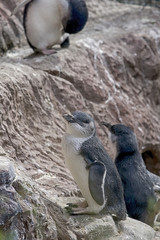 Blue penguins