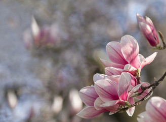 Fototapeta premium Spring magnolia flowers, soft blurred background.