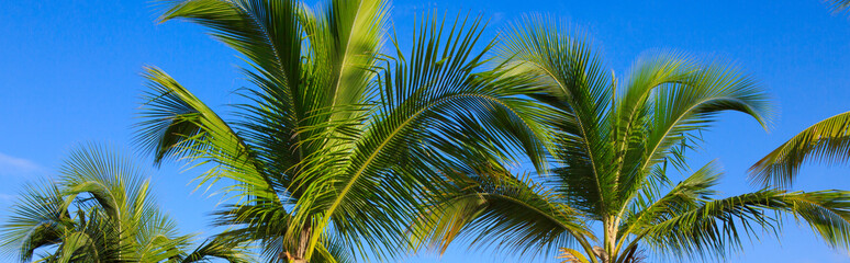 Fototapeta na wymiar Green palms and blue sky.