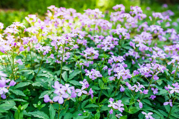 Pink flowers, sun light and green grass in spring.