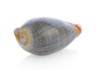 sea shell isolated on white background