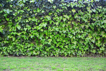 Fototapeta na wymiar Natural green background. Ivy leaves wall and grass floor. Copy space for Editor's text.