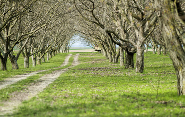 Orchard with walnut trees