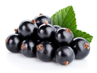 black currant branch