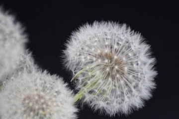 Dandelion flowers seed isolated on black background