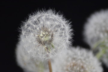 Dandelion flowers seed isolated on black background