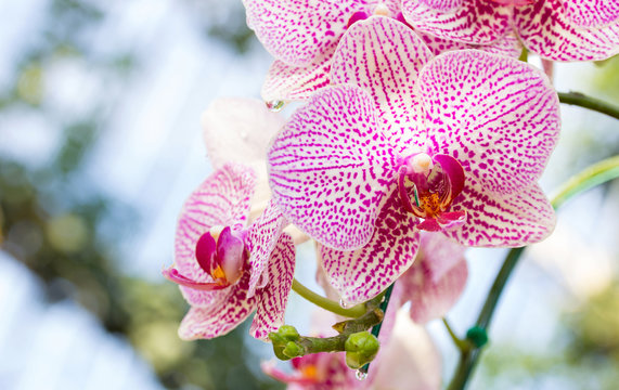 Fototapeta Purple phalaenopsis orchid flower